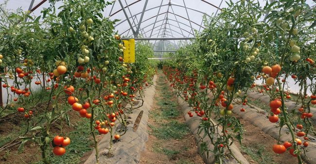 21 Bin 225 Kilo Organik Ürün Hasatı Yapıldı
