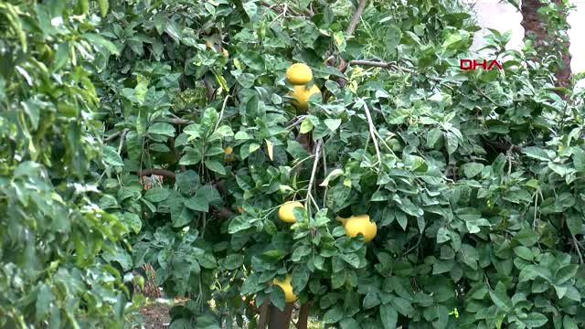 Antalya -litchi, longan ve mango 'yerli' oluyor