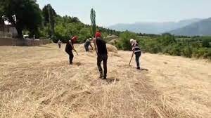 Ardanuç'ta Dağıtılan Yerli Tohumların İlk Hasadı Yapıldı