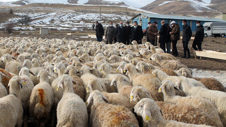 Bayburt'ta 4 çiftçiye 400 koyun verildi...