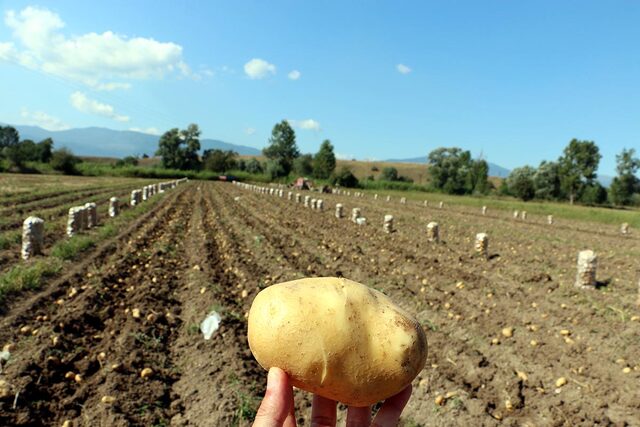 Bolu'da yerli ve milli patates çeşitlerinin tanıtımı yapıldı