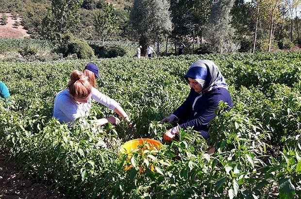 Büyükşehir'den çiftçilere yerli tohum desteği