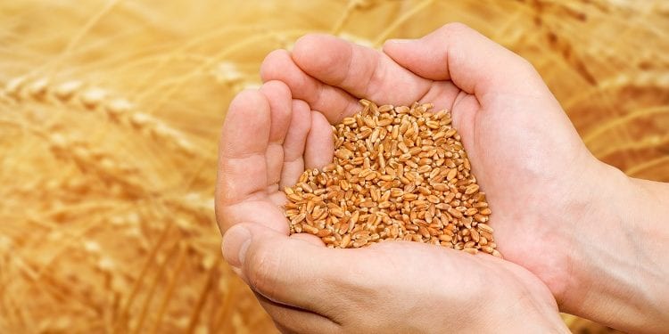 Çiftçiye yerli ve milli 3 yeni buğday çeşidi