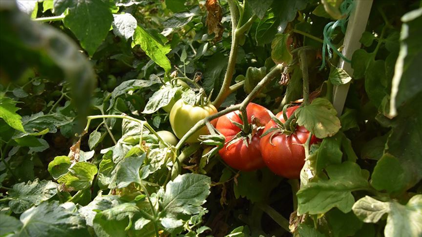 Günedoğru domatesinin üretimi yaygınlaştırılacak