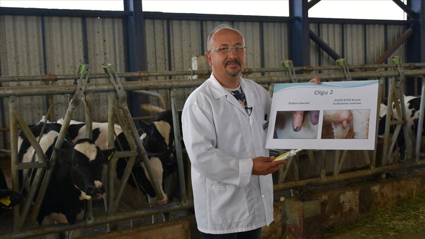 Hayvanlarda süt verimini etkileyen siğile karşı yerli merhem üretildi