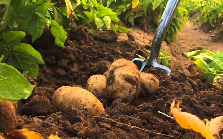 İki yeni çeşit yerli patates üretildi