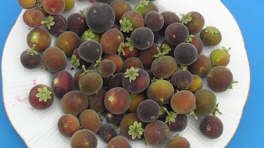 Ketembilla Meyvesi Türkiye’de ilk kez üretildi