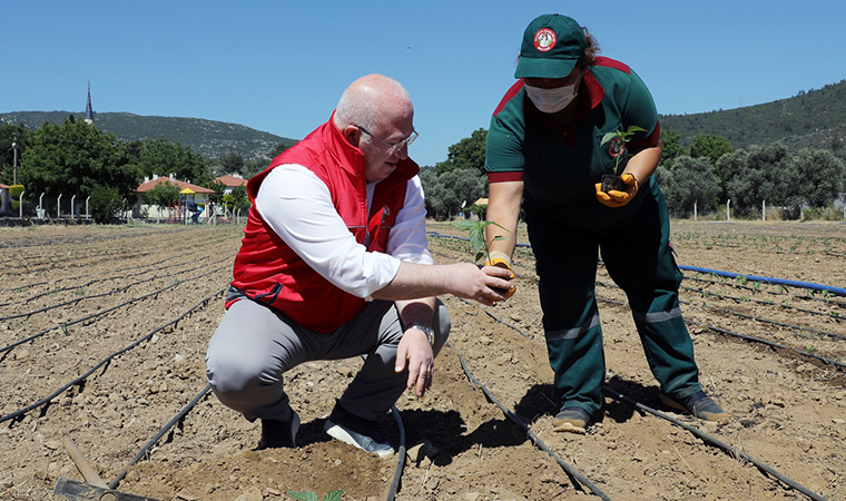 Menteşe'de 55 bin ata tohumu toprakla buluştu