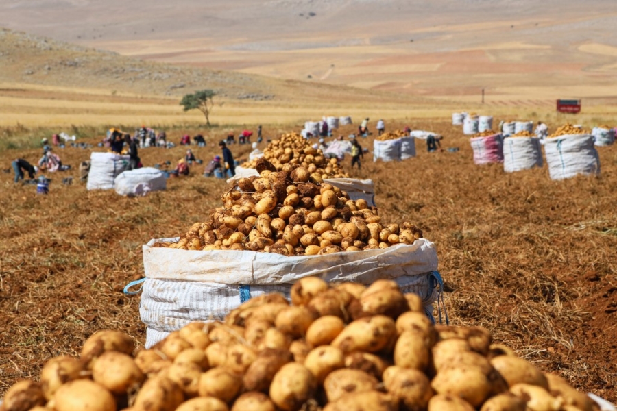 Milli patates tohumları toprakla buluşuyor