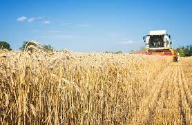 Samsun'da çiftçilere yerli buğday tohumu dağıtılacak