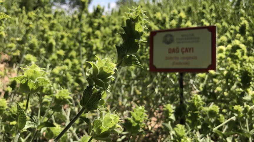 Selçuk Üniversitesinden 'dağ çayı' atağı