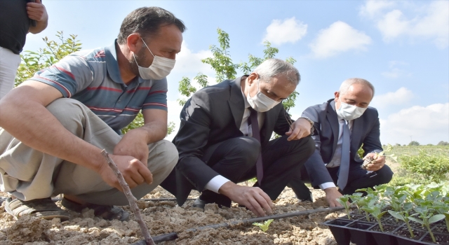 Tarsus Belediyesi’nin üreticilere yönelik yerli tohum desteği devam ediyor