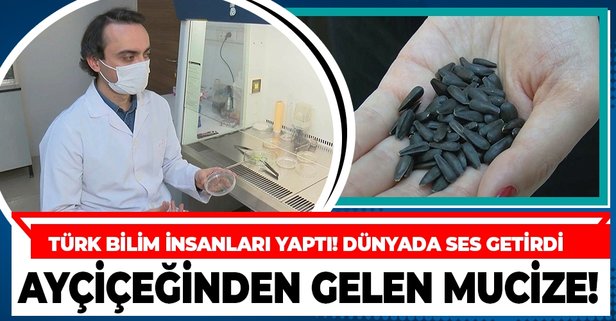 Türk bilim insanları geliştirdi! Ayçiçeği tohumu tüm dünyada ses getirdi!