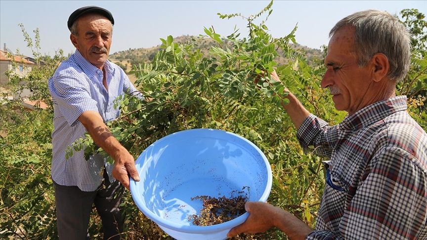 Türkiye'de sumak üretimi 8 yılda 5 kattan fazla arttın fazla arttı