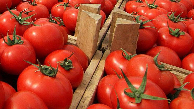 Yerli domates tohumu yeniden gün yüzüne çıkarıldı