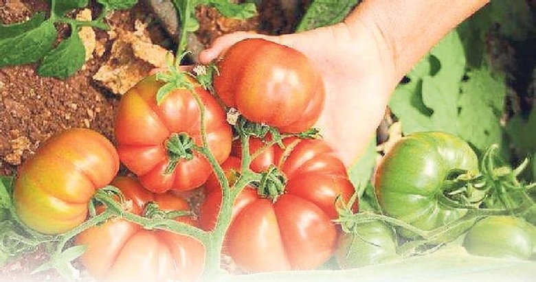 Yerli domatesler zorlu testlerden geçiriliyor