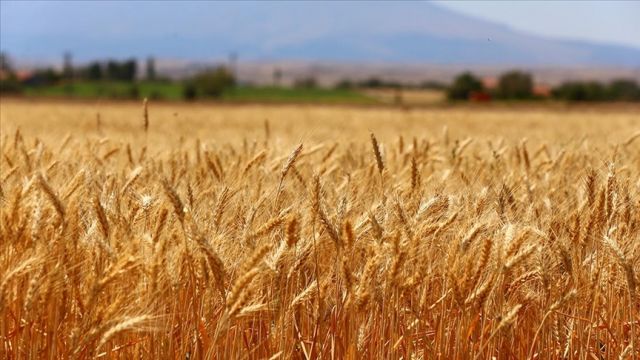 Yerli ekmeklik buğday 'Halis' hasat edildi