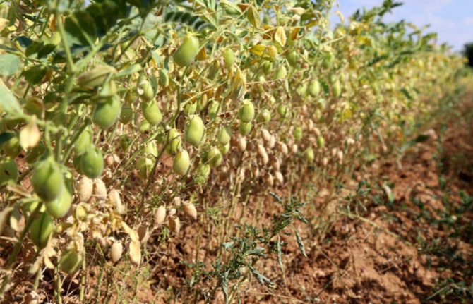 Yerli nohut tohumu ile dekarda 400 kilo verim sağlandı
