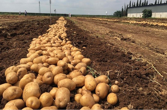 images/post/yerli-patates-nahita-16-ulkeye-ihrac-edilecek.jpg