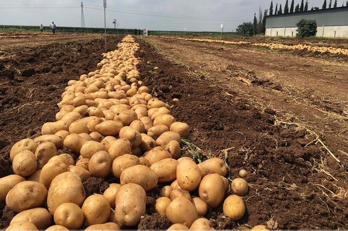 Yerli patates Nahita 16 ülkeye ihraç edilecek