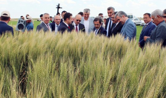 Yerli tohumlar tanıtıldı