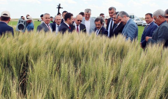 Yerli tohumlar tanıtıldı