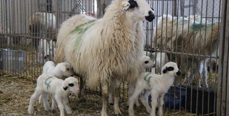 Yerli ve milli koyunlar dördüz yavruladı
