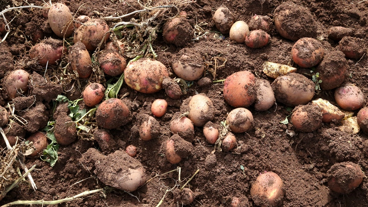 Yerli ve milli patates tohumu: Yakut
