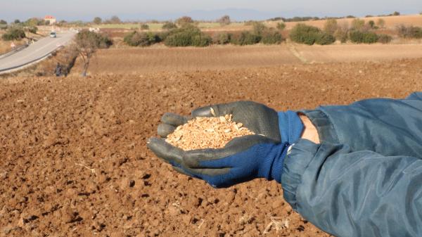 Yerli ve milli tohumlar toprakla buluşturuldu