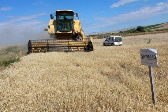 Yozgat'ta yerli çeşit arpa hasadı yapıldı